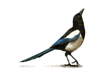 Image of a Magpie